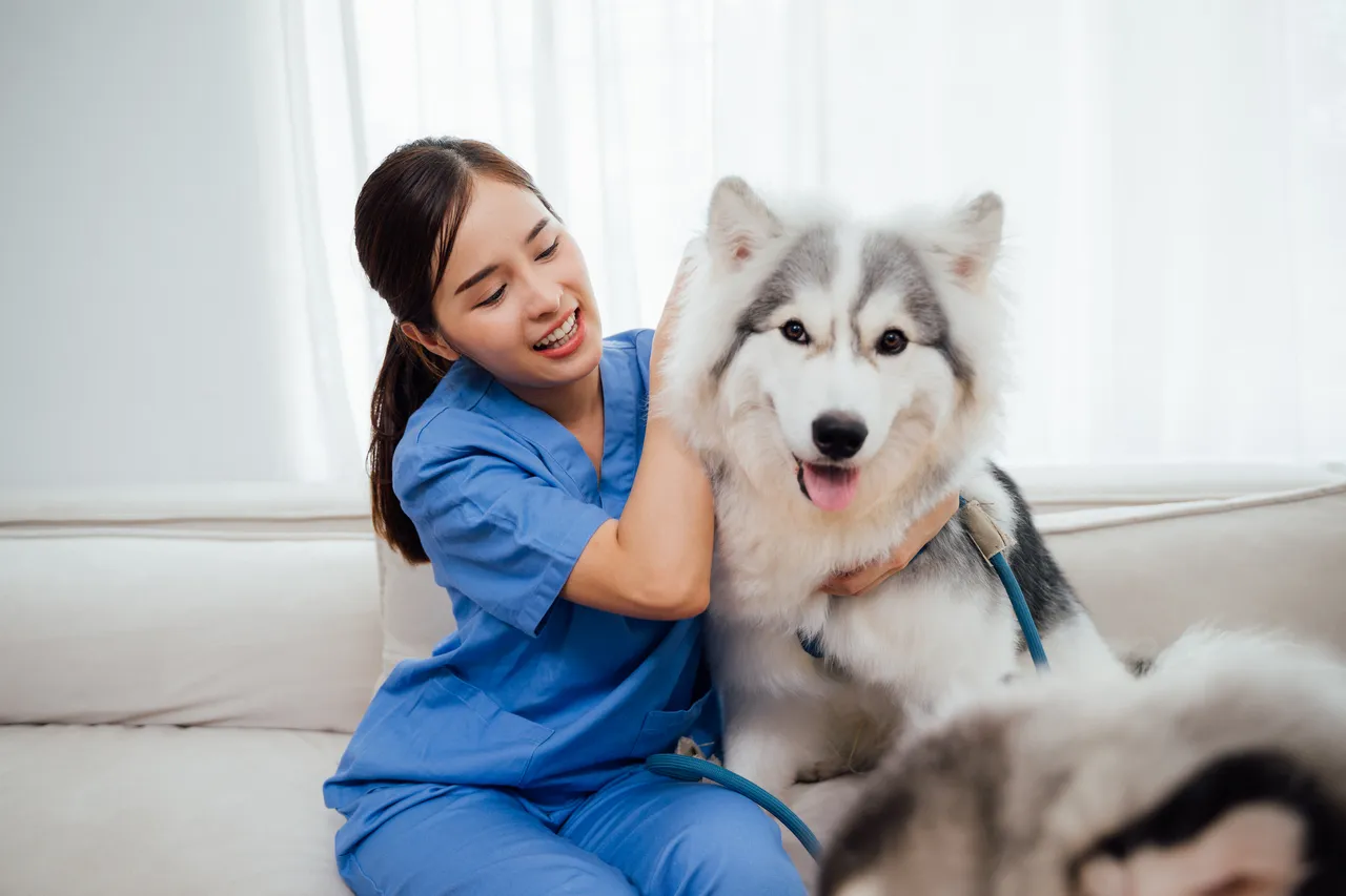 École d'ostéopathie animale : se former à une pratique en plein essor